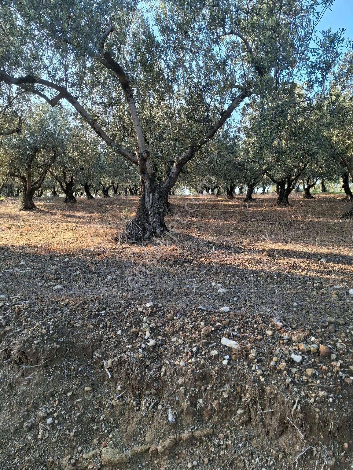 Foça Gerenköyde 1232 M2 Tek Tapu Satılıktır — fotoğraf 2