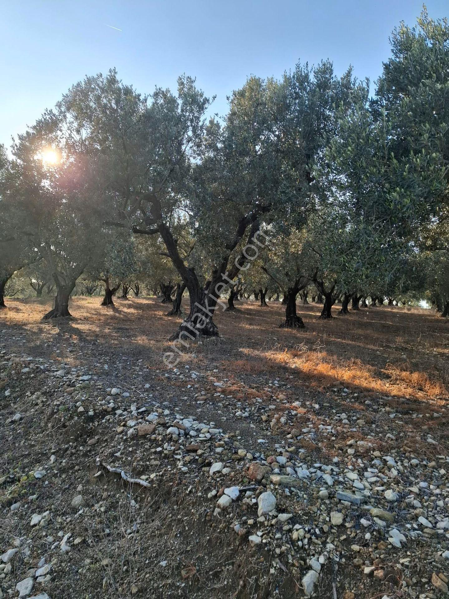 Foça Gerenköyde 1232 M2 Tek Tapu Satılıktır — fotoğraf 3