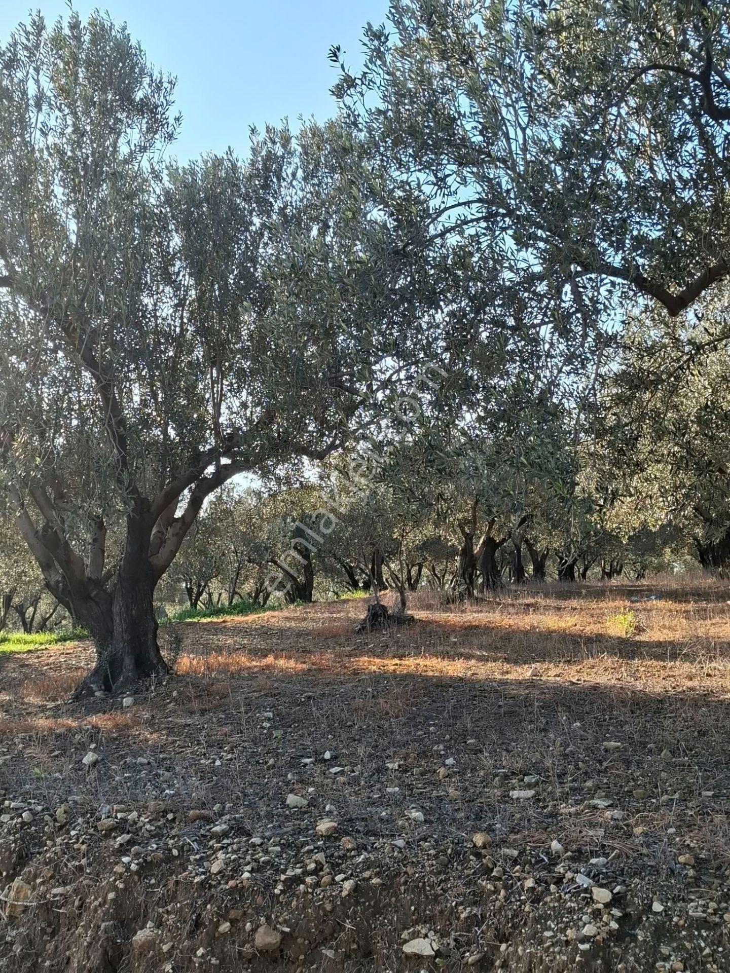 Foça Gerenköyde 1232 M2 Tek Tapu Satılıktır — fotoğraf 6