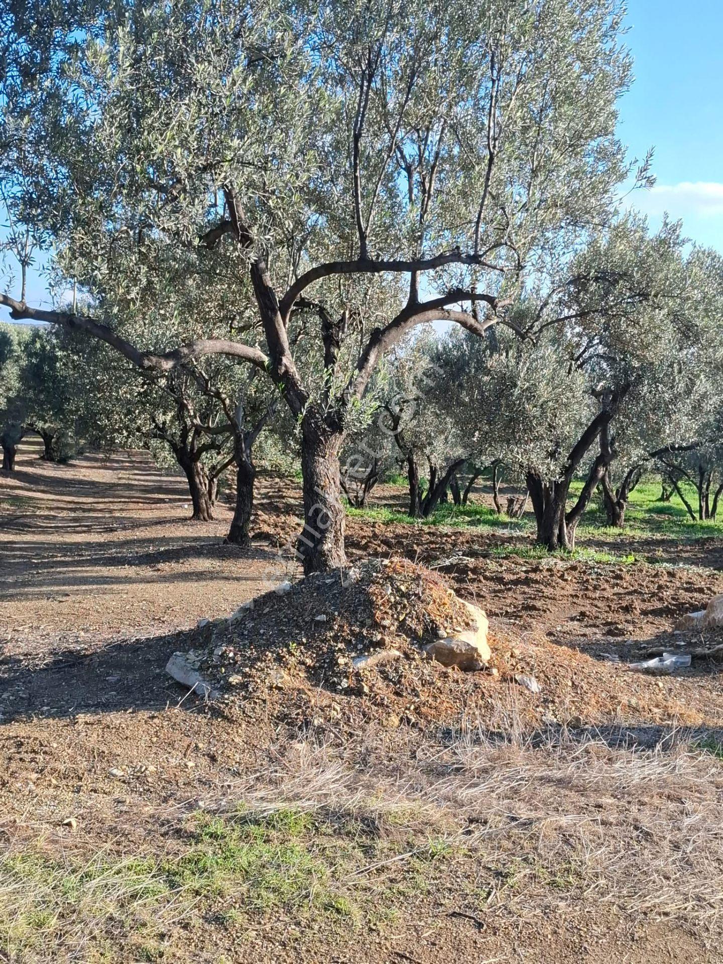 Foça Gerenköyde 1232 M2 Tek Tapu Satılıktır — fotoğraf 9