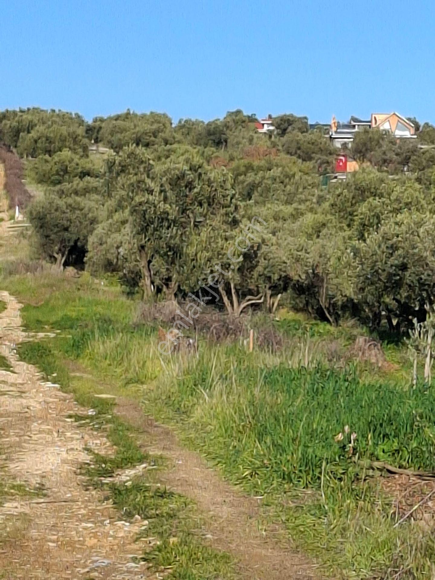 Foça Gerenköyde 1232 M2 Tek Tapu Satılıktır — fotoğraf 10