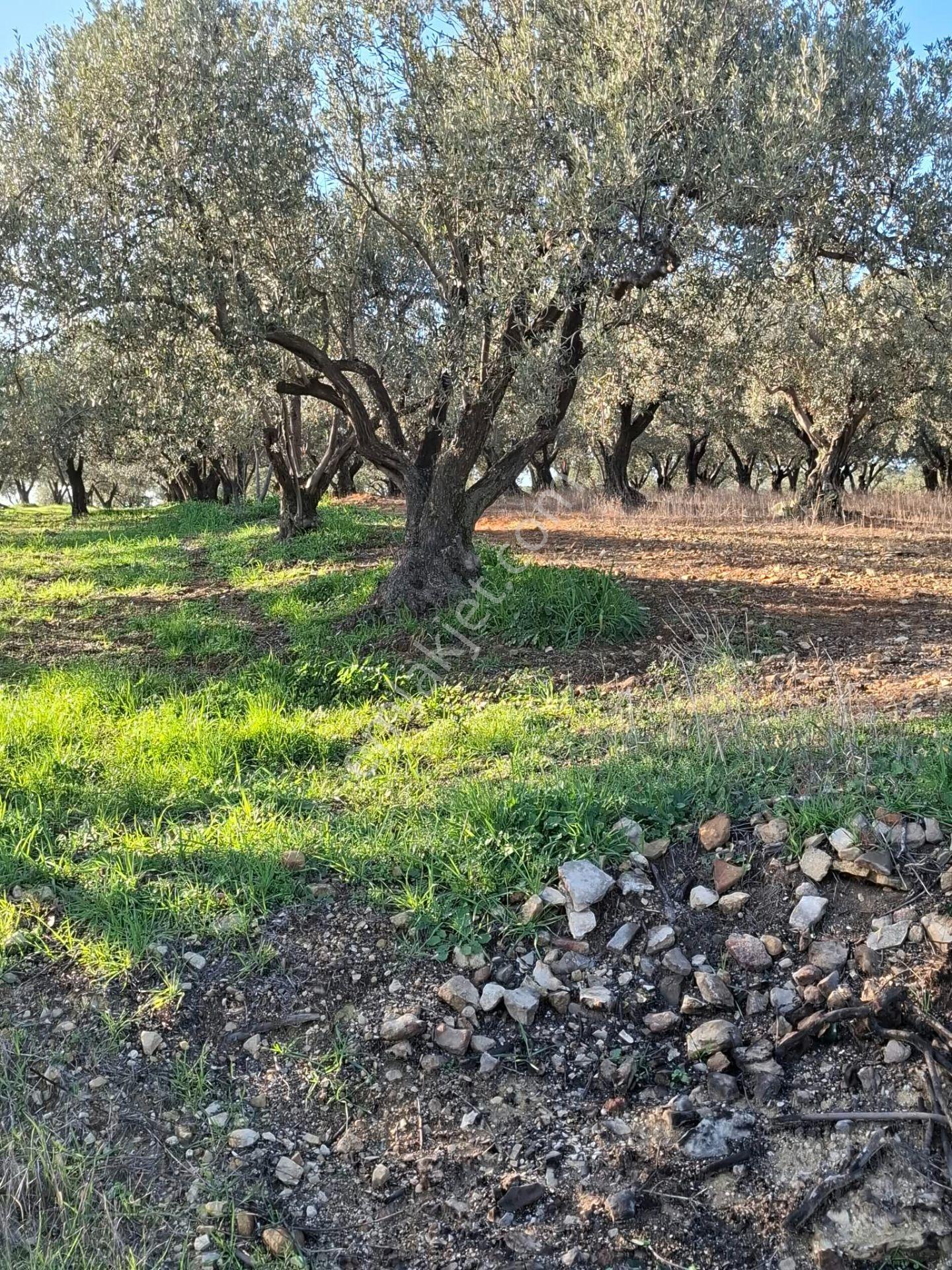 Foça Gerenköyde 1232 M2 Tek Tapu Satılıktır — fotoğraf 11