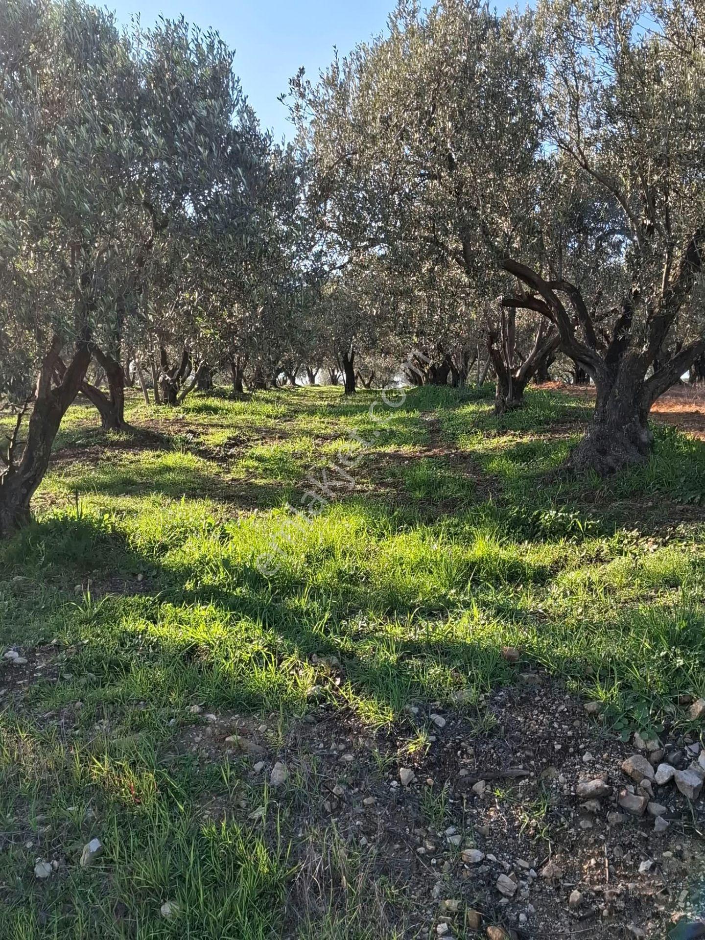 Foça Gerenköyde 1232 M2 Tek Tapu Satılıktır — fotoğraf 12