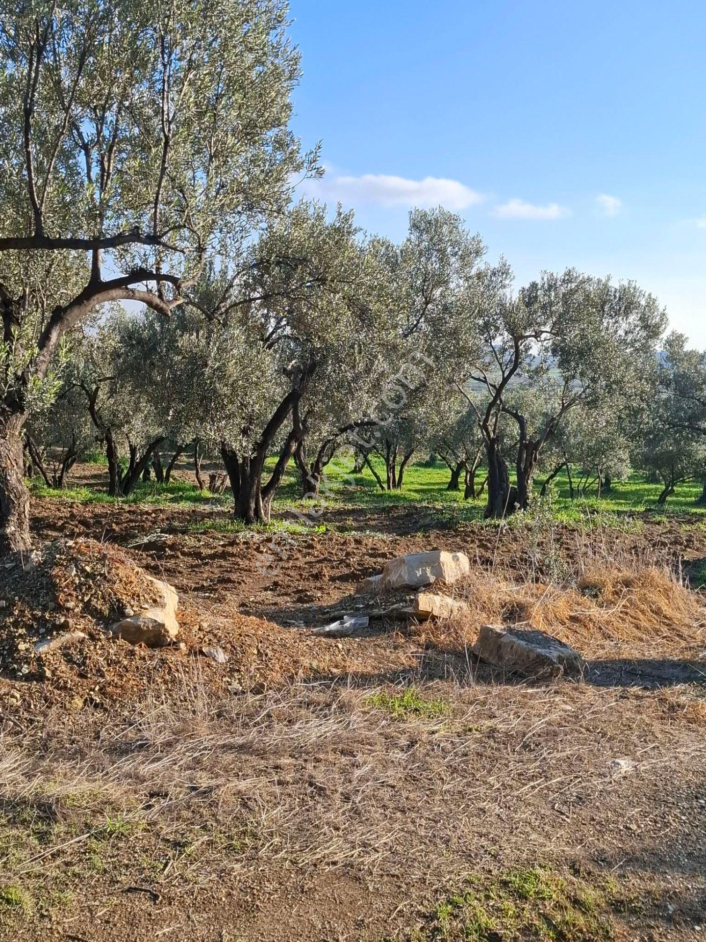 Foça Gerenköyde 1232 M2 Tek Tapu Satılıktır — fotoğraf 13