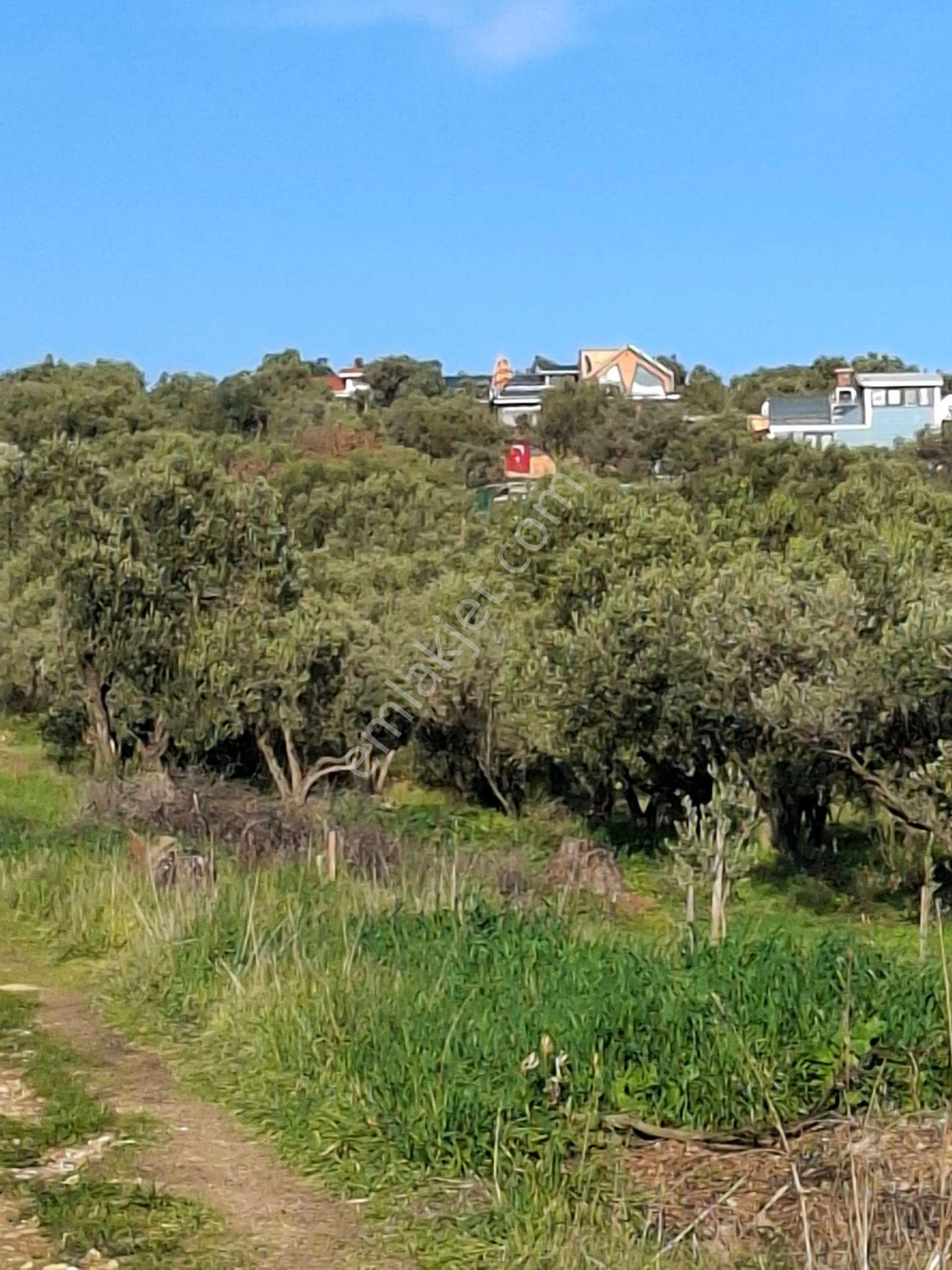 Foça Gerenköyde 1232 M2 Tek Tapu Satılıktır — fotoğraf 14