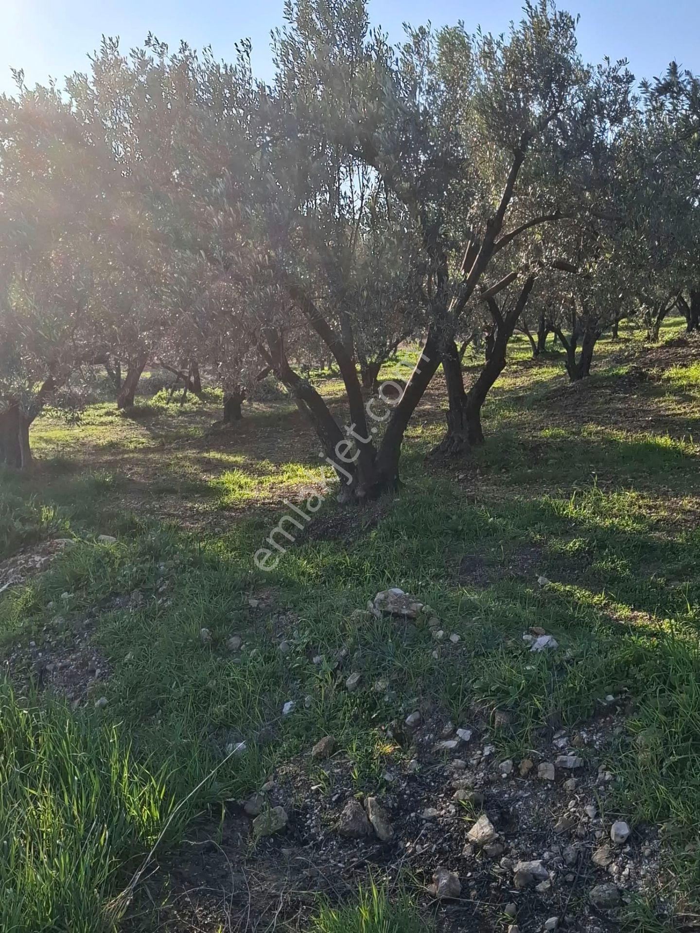 Foça Gerenköyde 1232 M2 Tek Tapu Satılıktır — fotoğraf 15