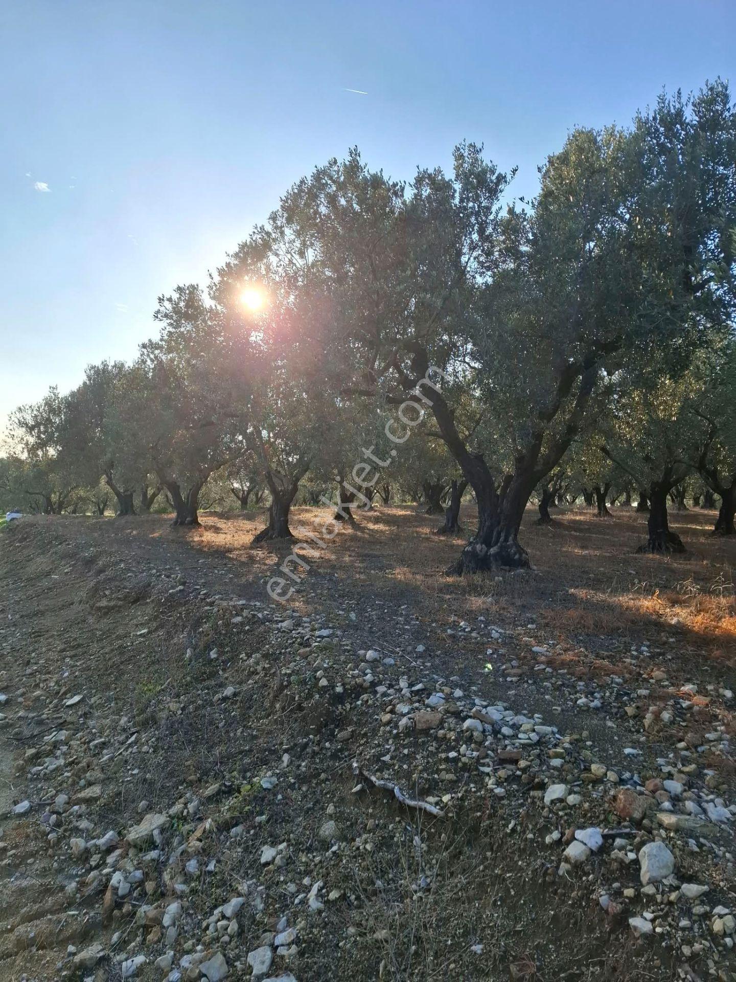 Foça Gerenköyde 1232 M2 Tek Tapu Satılıktır — fotoğraf 16