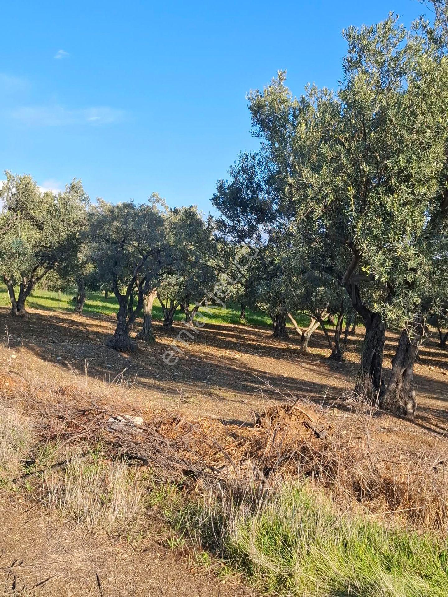 Foça Gerenköyde 1232 M2 Tek Tapu Satılıktır — fotoğraf 17