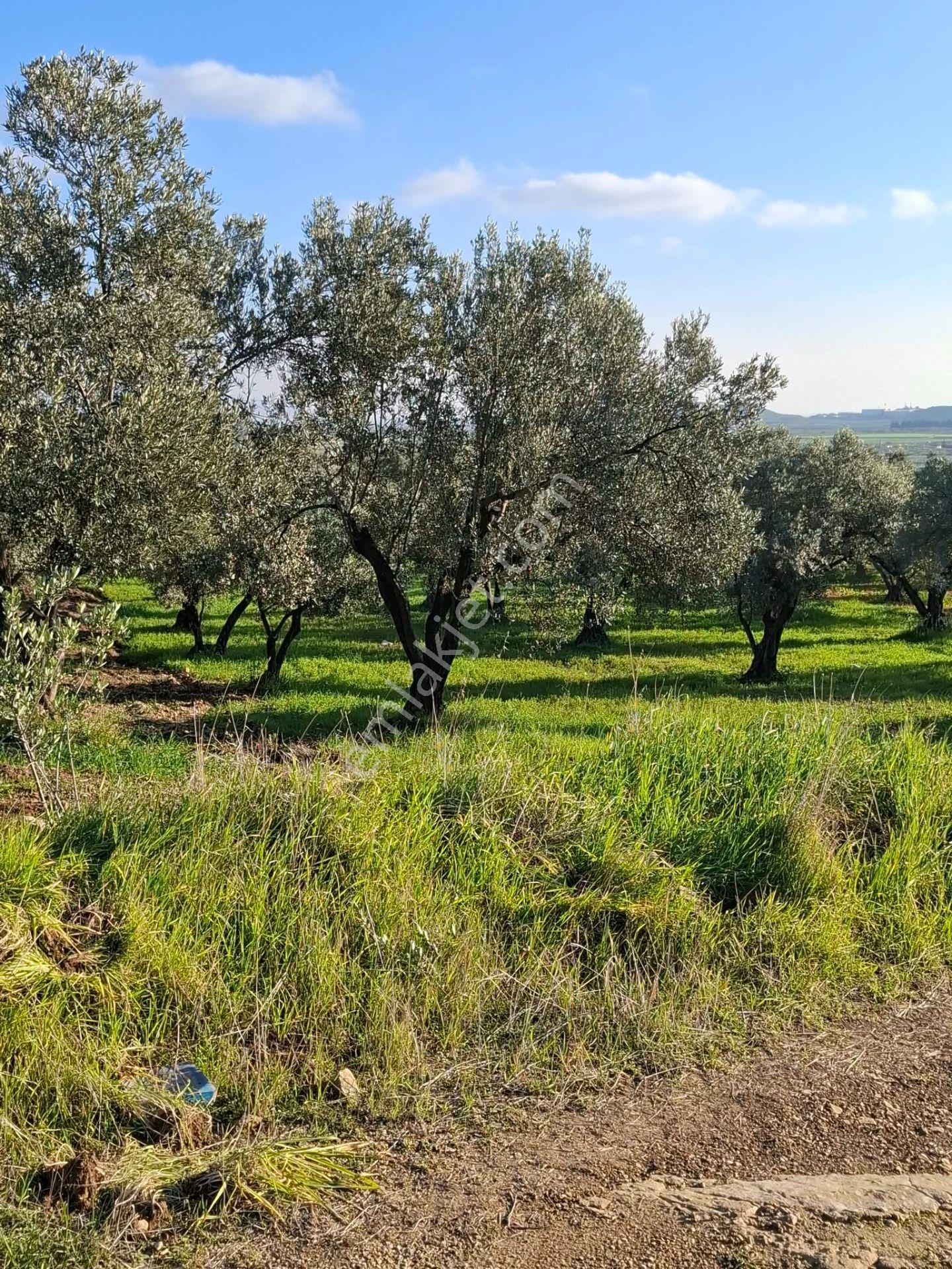 Foça Gerenköyde 1232 M2 Tek Tapu Satılıktır — fotoğraf 18