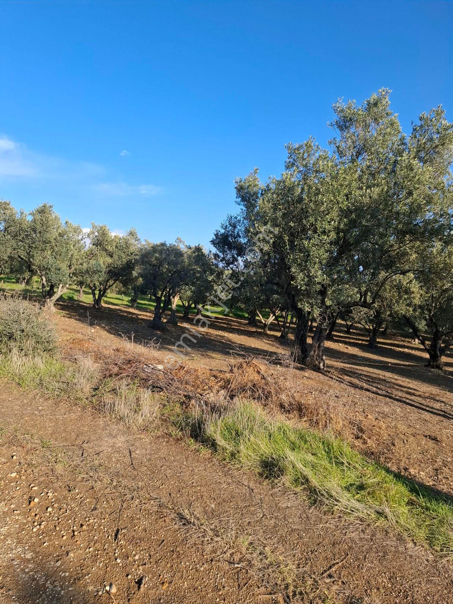 Foça Gerenköyde 1232 M2 Tek Tapu Satılıktır — fotoğraf 19