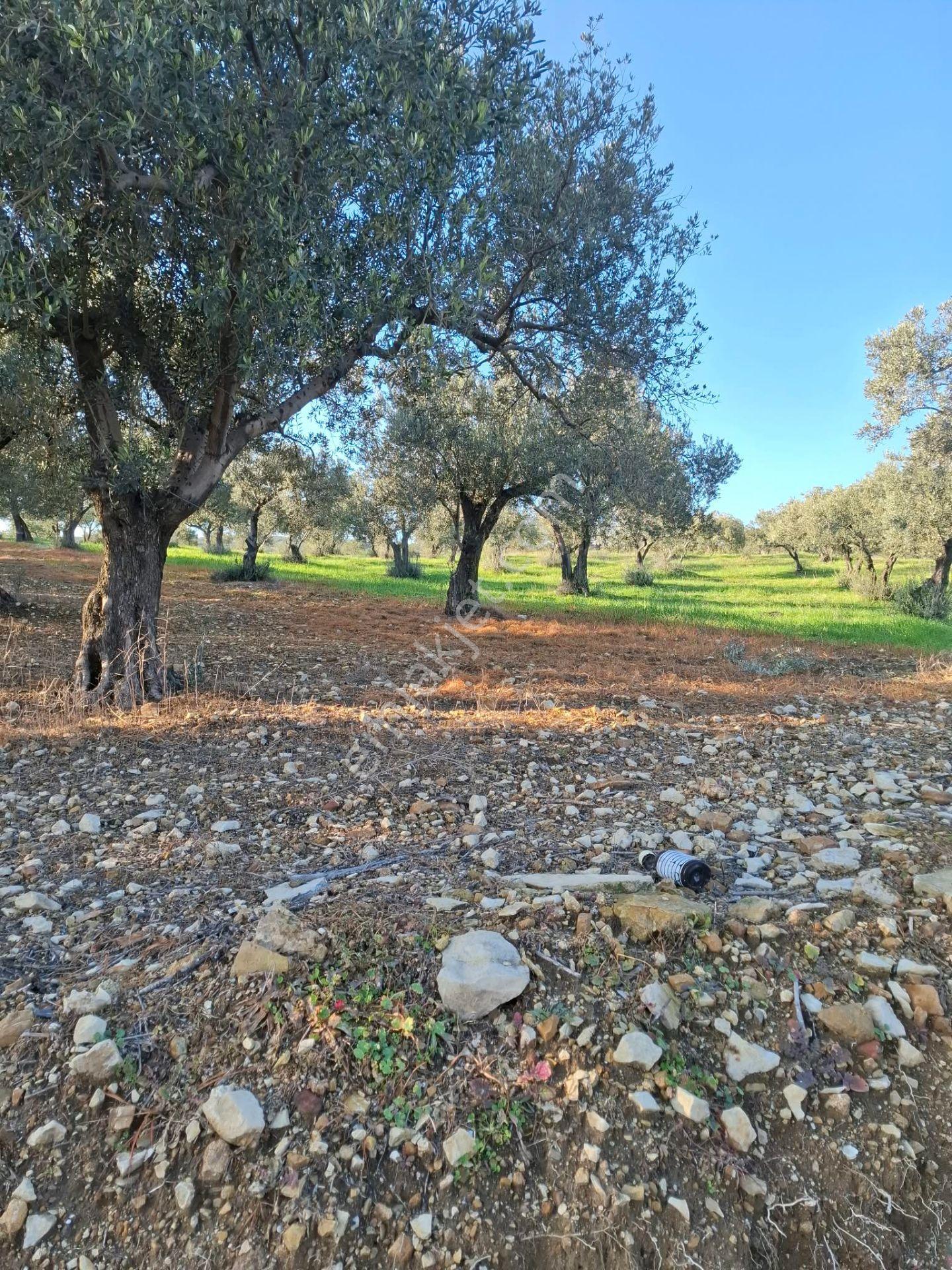 Foça Gerenköyde 1232 M2 Tek Tapu Satılıktır — fotoğraf 21