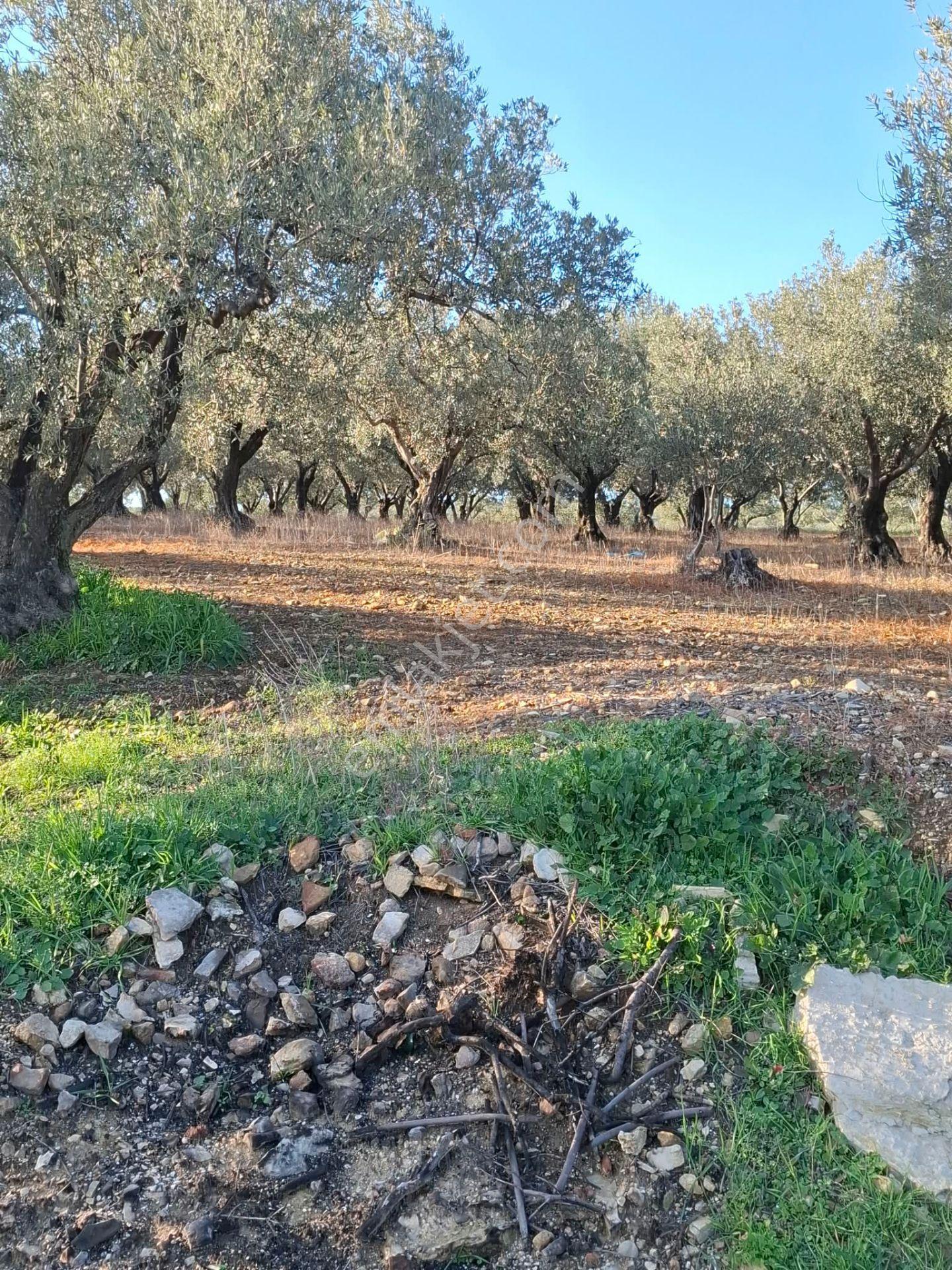 Foça Gerenköyde 1232 M2 Tek Tapu Satılıktır — fotoğraf 22