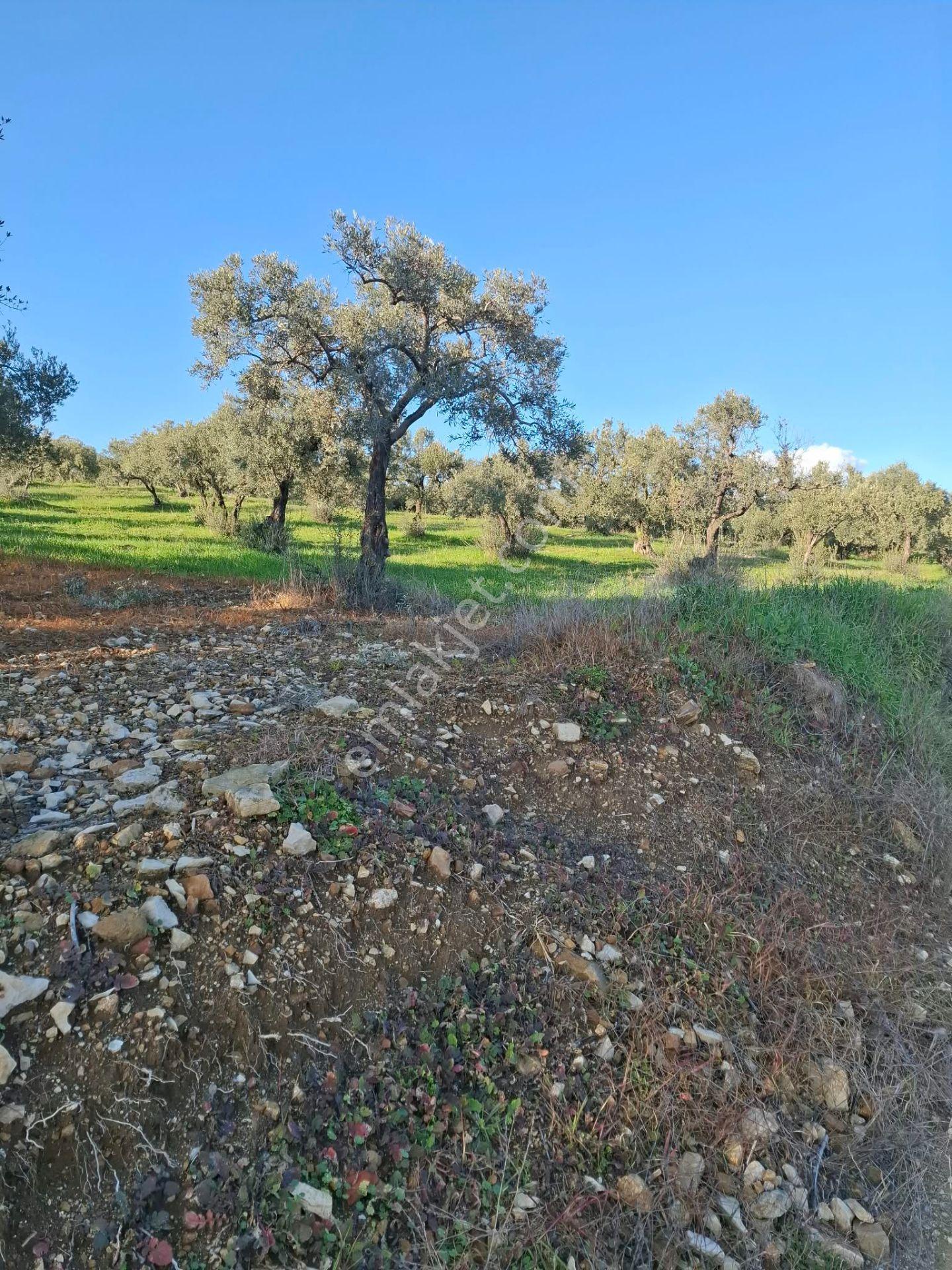 Foça Gerenköyde 1232 M2 Tek Tapu Satılıktır — fotoğraf 23