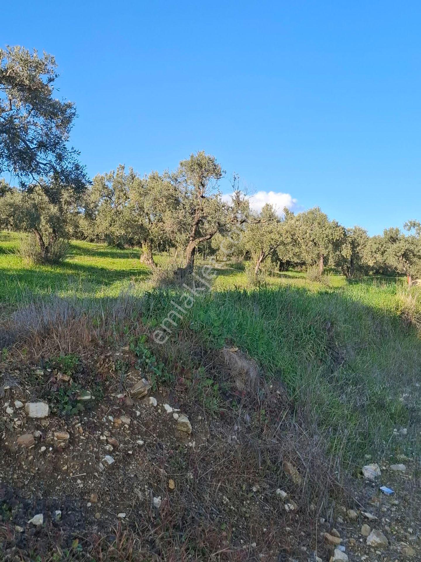 Foça Gerenköyde 1232 M2 Tek Tapu Satılıktır — fotoğraf 24