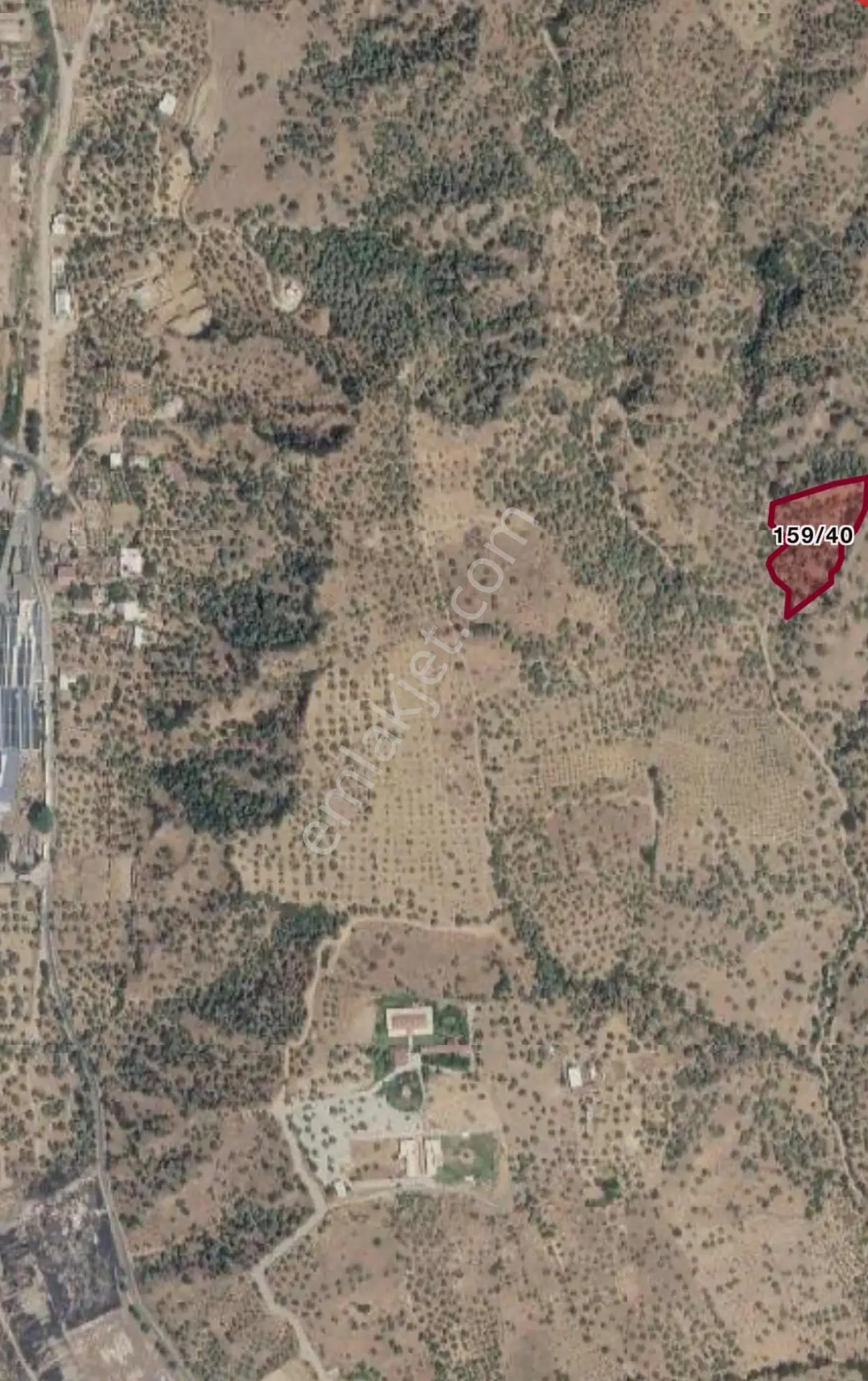 Acil Satılık Zeytinlik – Kaçmaz Fırsat! — fotoğraf 2