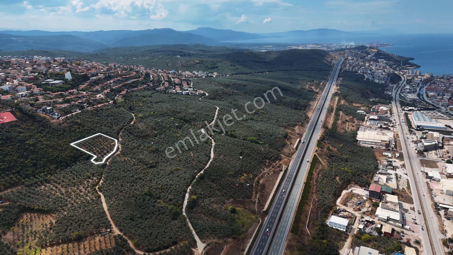 C21 Cius; İmar Debinde Deniz Manzaralı Yatırımlık Zeytinlik