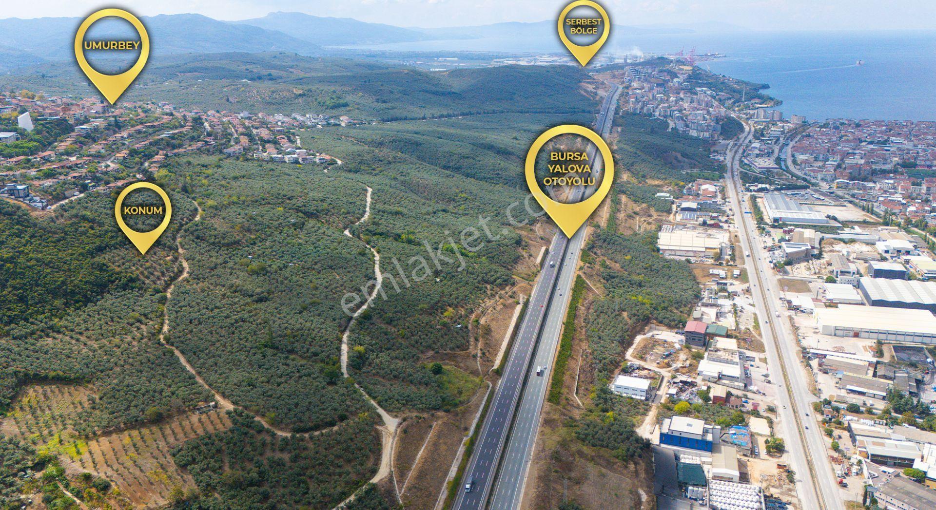 C21 Cius; İmar Debinde Deniz Manzaralı Yatırımlık Zeytinlik — fotoğraf 3
