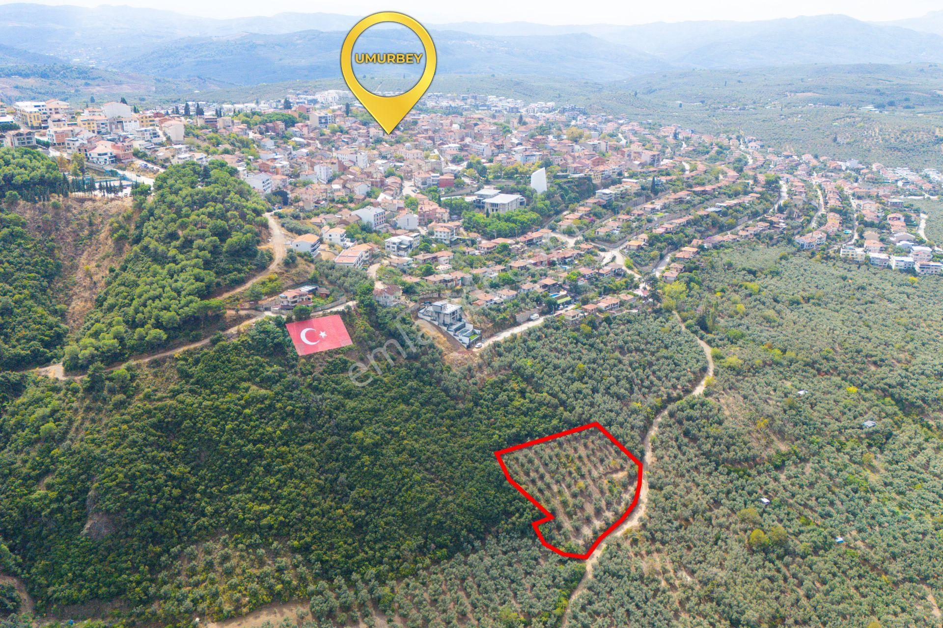 C21 Cius; İmar Debinde Deniz Manzaralı Yatırımlık Zeytinlik — fotoğraf 4