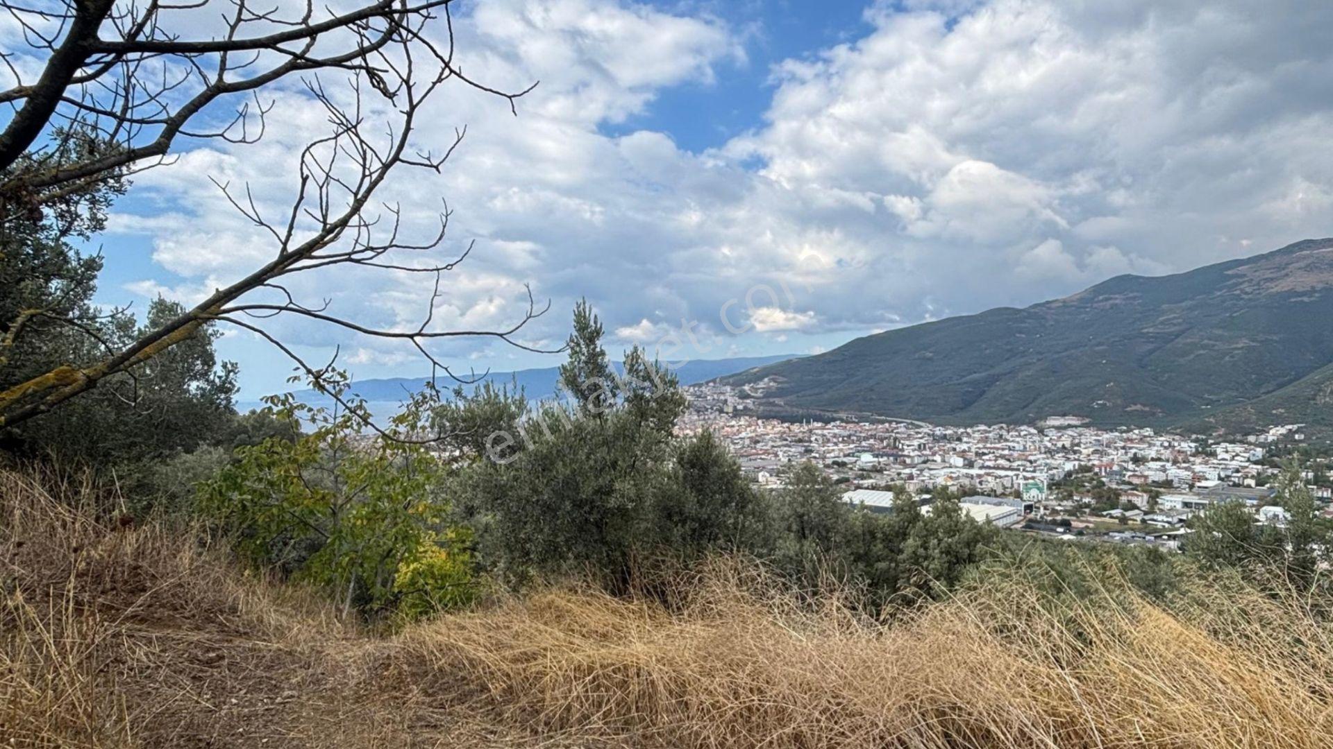 C21 Cius; İmar Debinde Deniz Manzaralı Yatırımlık Zeytinlik — fotoğraf 5
