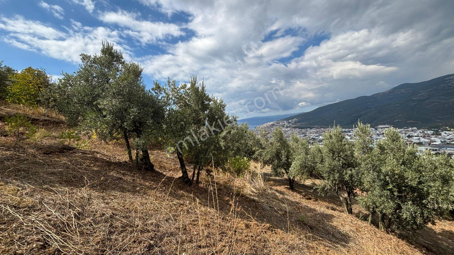 C21 Cius; İmar Debinde Deniz Manzaralı Yatırımlık Zeytinlik — fotoğraf 6
