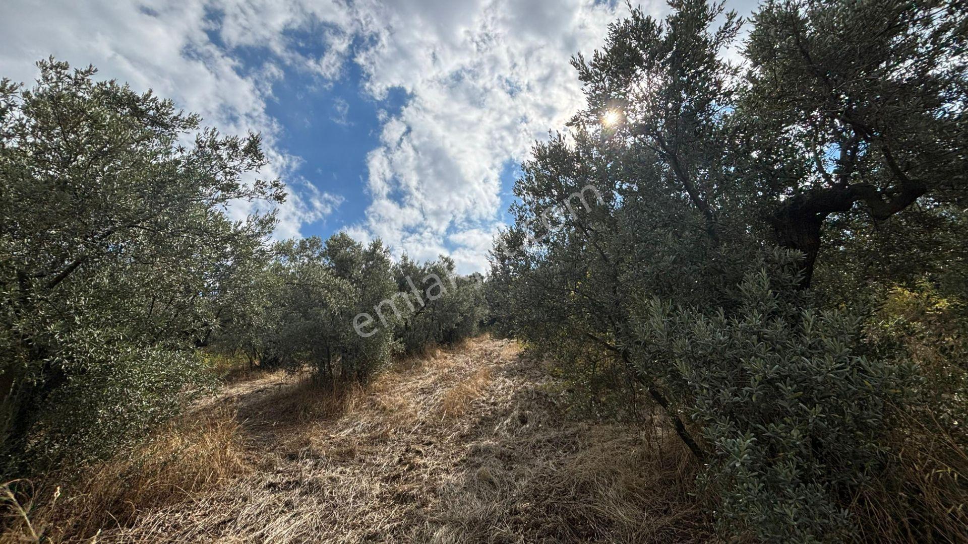 C21 Cius; İmar Debinde Deniz Manzaralı Yatırımlık Zeytinlik — fotoğraf 7