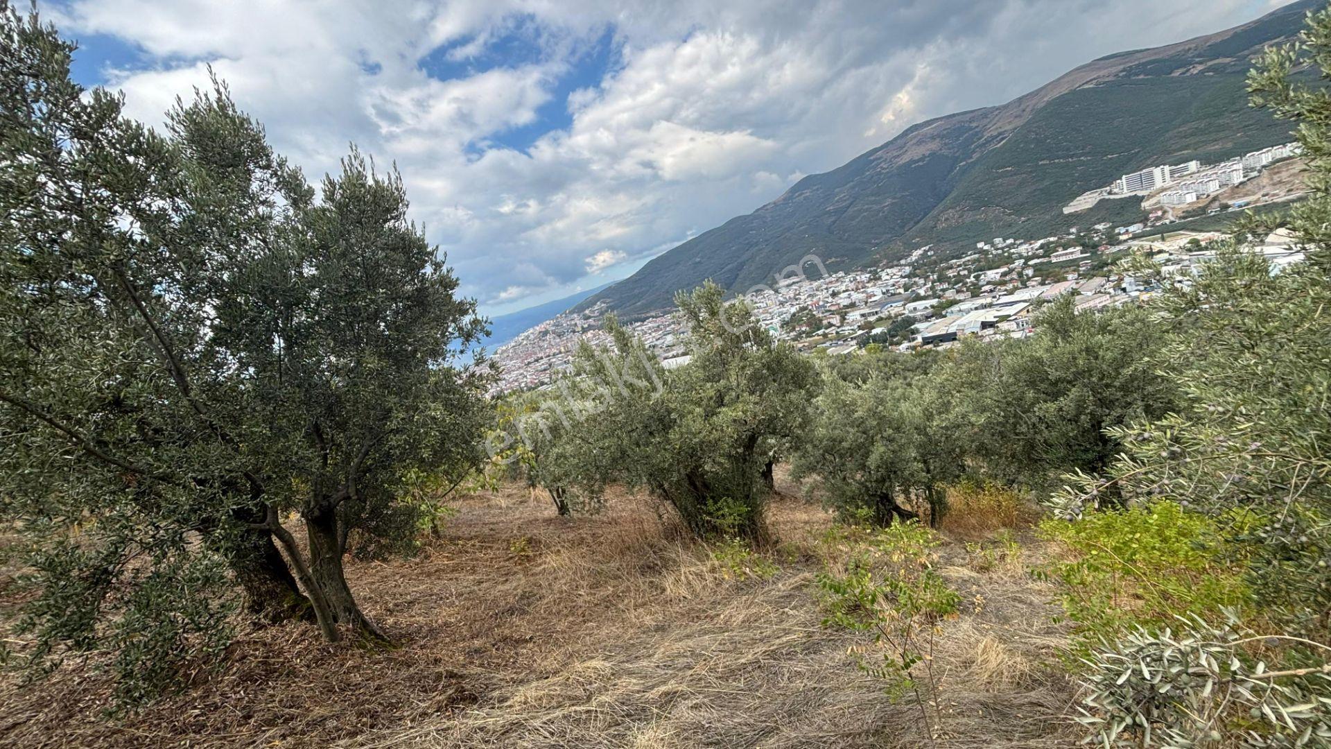 C21 Cius; İmar Debinde Deniz Manzaralı Yatırımlık Zeytinlik — fotoğraf 9
