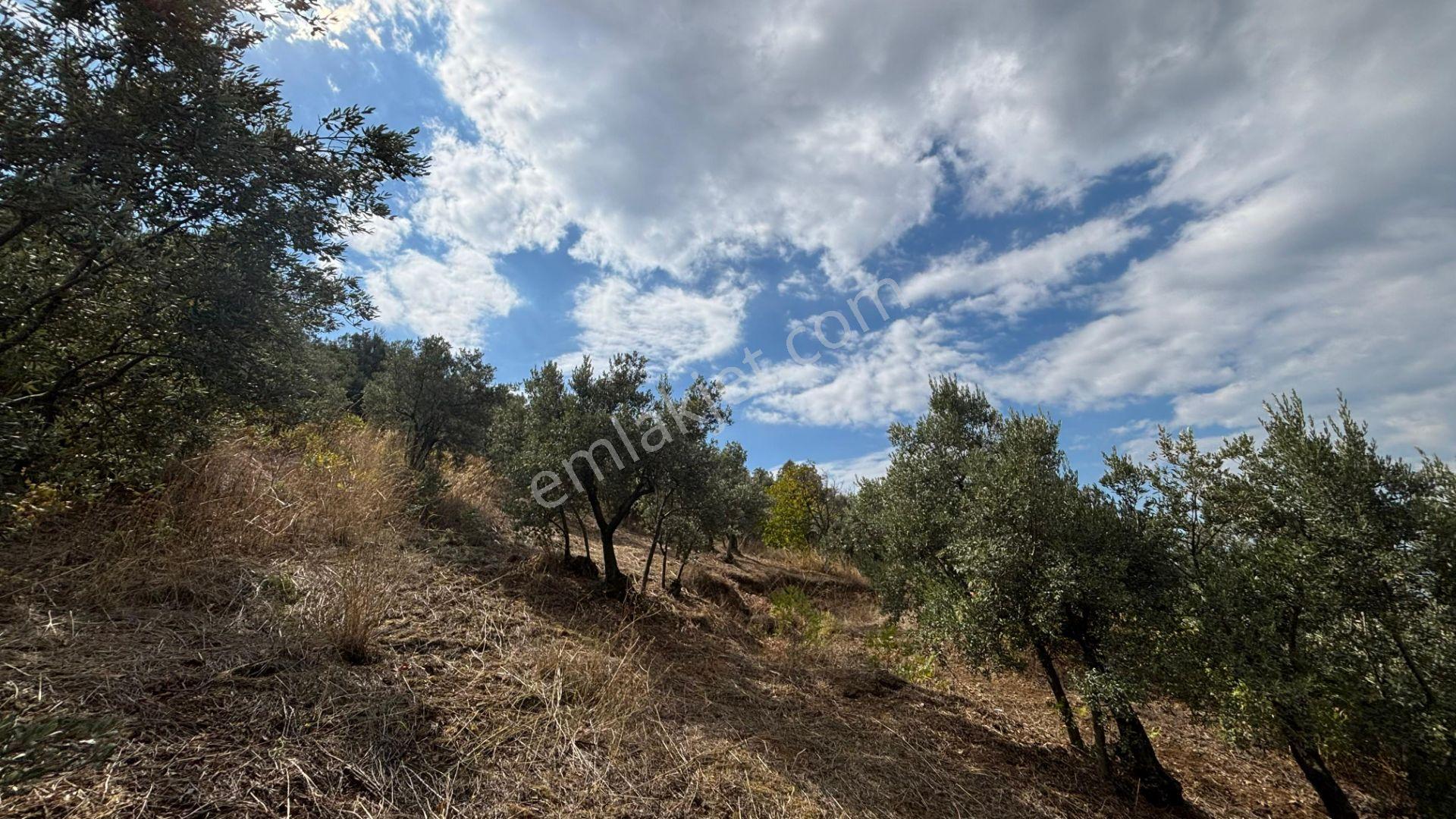 C21 Cius; İmar Debinde Deniz Manzaralı Yatırımlık Zeytinlik — fotoğraf 12