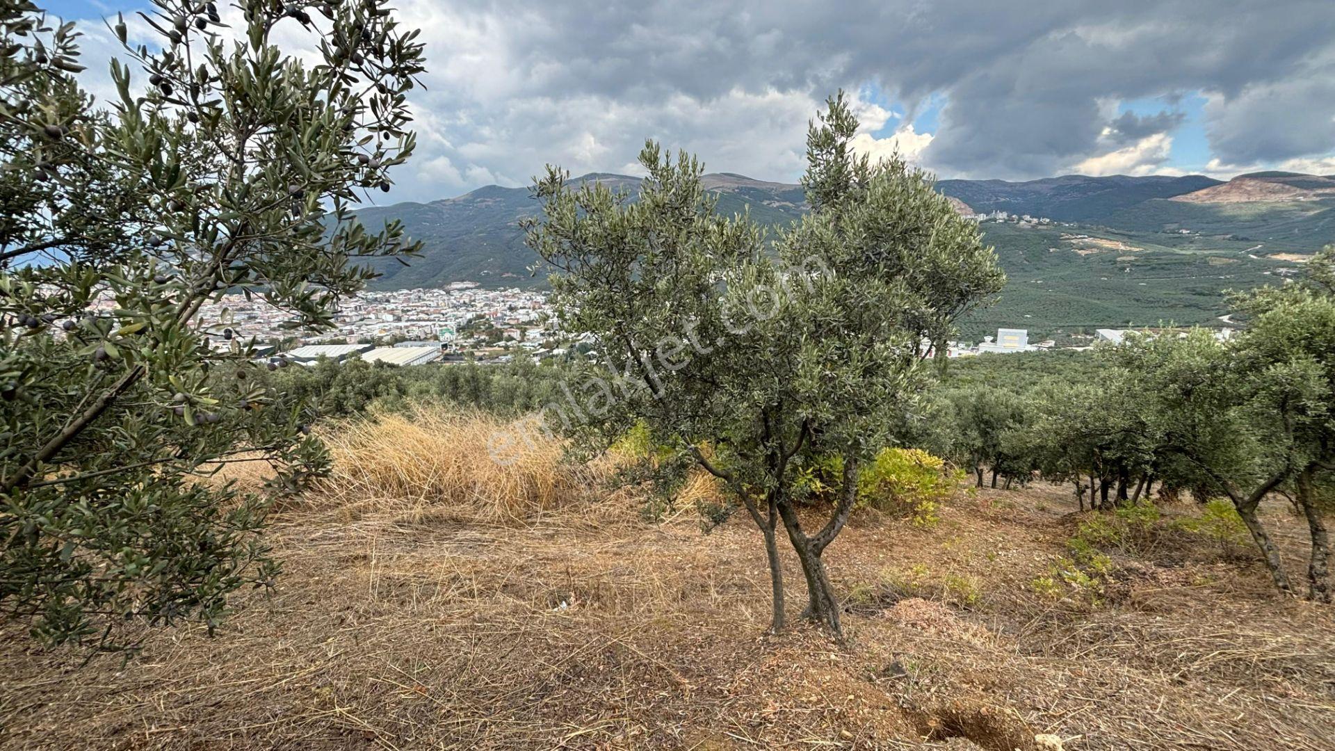 C21 Cius; İmar Debinde Deniz Manzaralı Yatırımlık Zeytinlik — fotoğraf 13