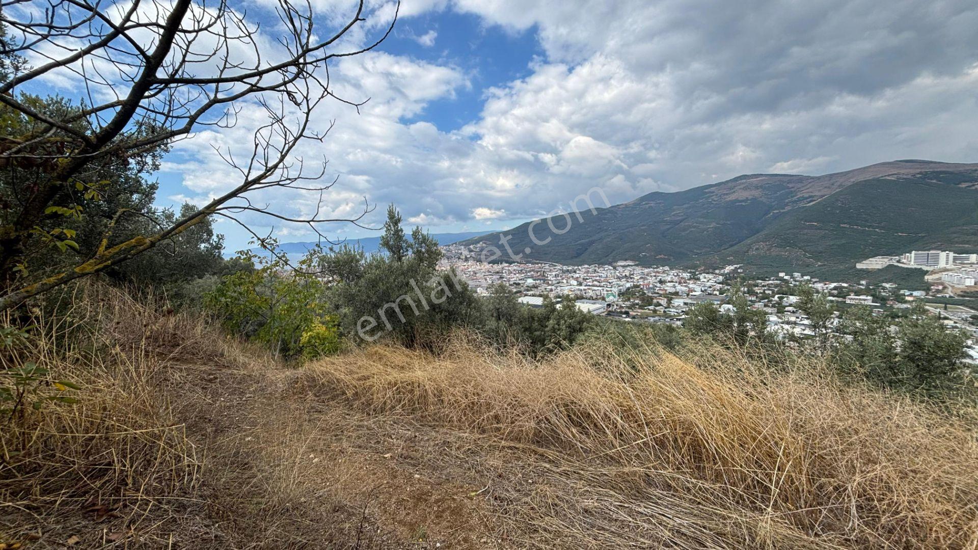 C21 Cius; İmar Debinde Deniz Manzaralı Yatırımlık Zeytinlik — fotoğraf 15