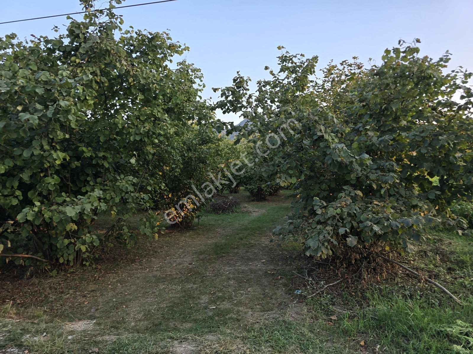 Sakarya Akyazı Harun Usta Mahallesi Satılık Yatırım Fırsatı — fotoğraf 6