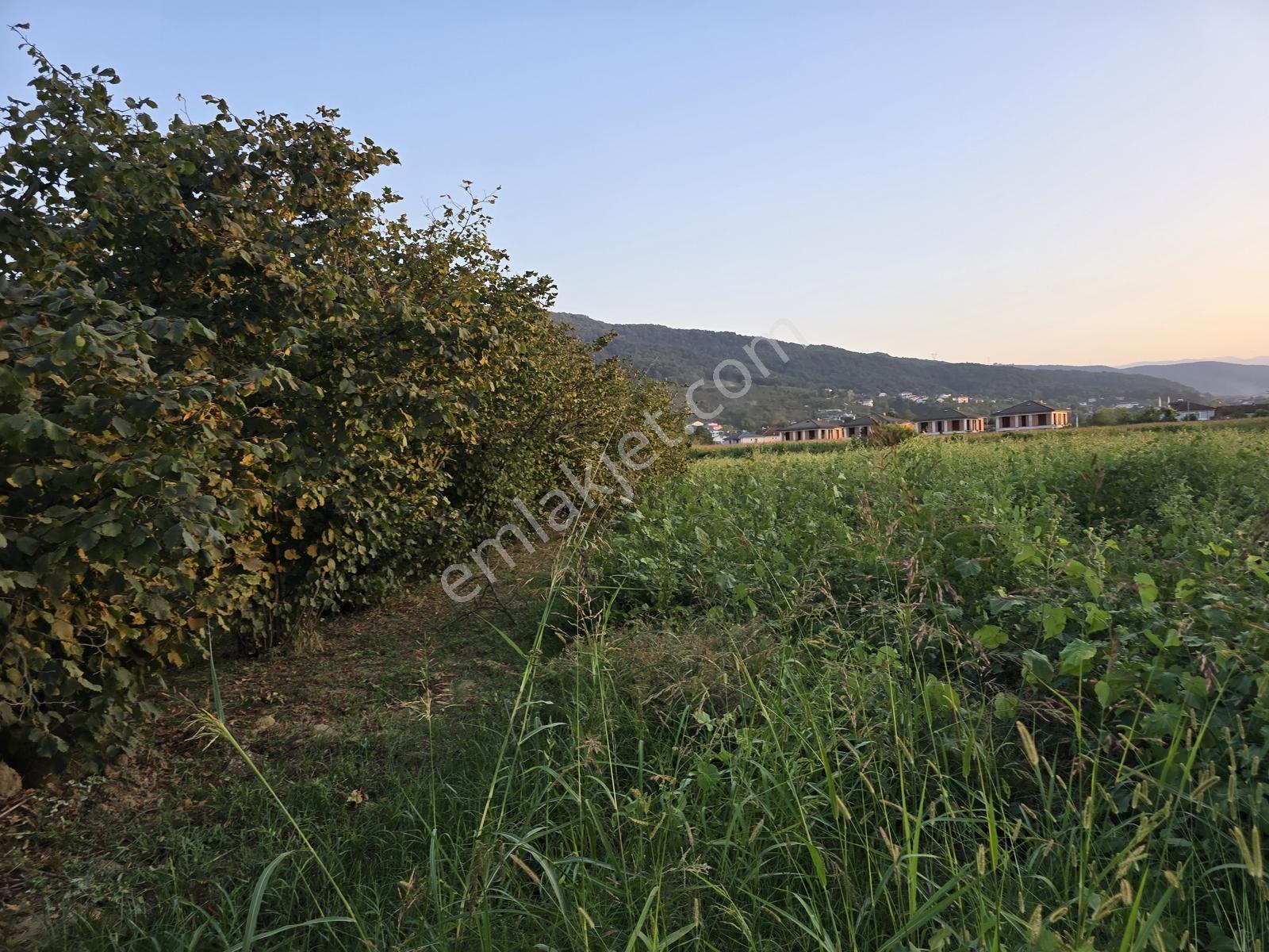 Sakarya Akyazı Harun Usta Mahallesi Satılık Yatırım Fırsatı — fotoğraf 13