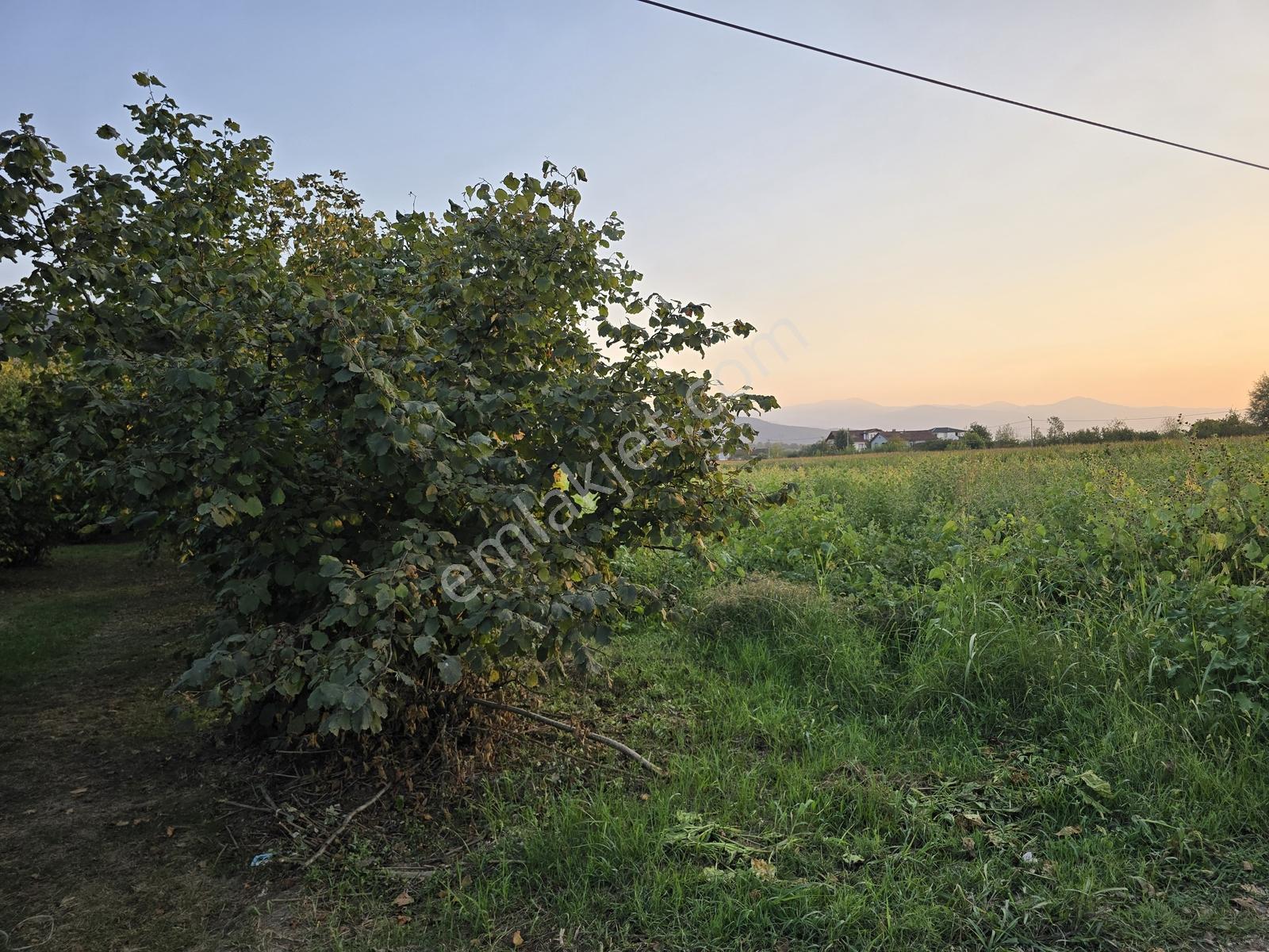 Sakarya Akyazı Harun Usta Mahallesi Satılık Yatırım Fırsatı — fotoğraf 25