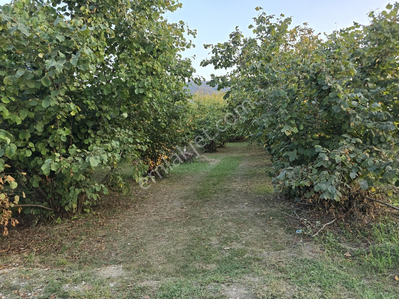 Sakarya Akyazı Harun Usta Mahallesi Satılık Yatırım Fırsatı — fotoğraf 29