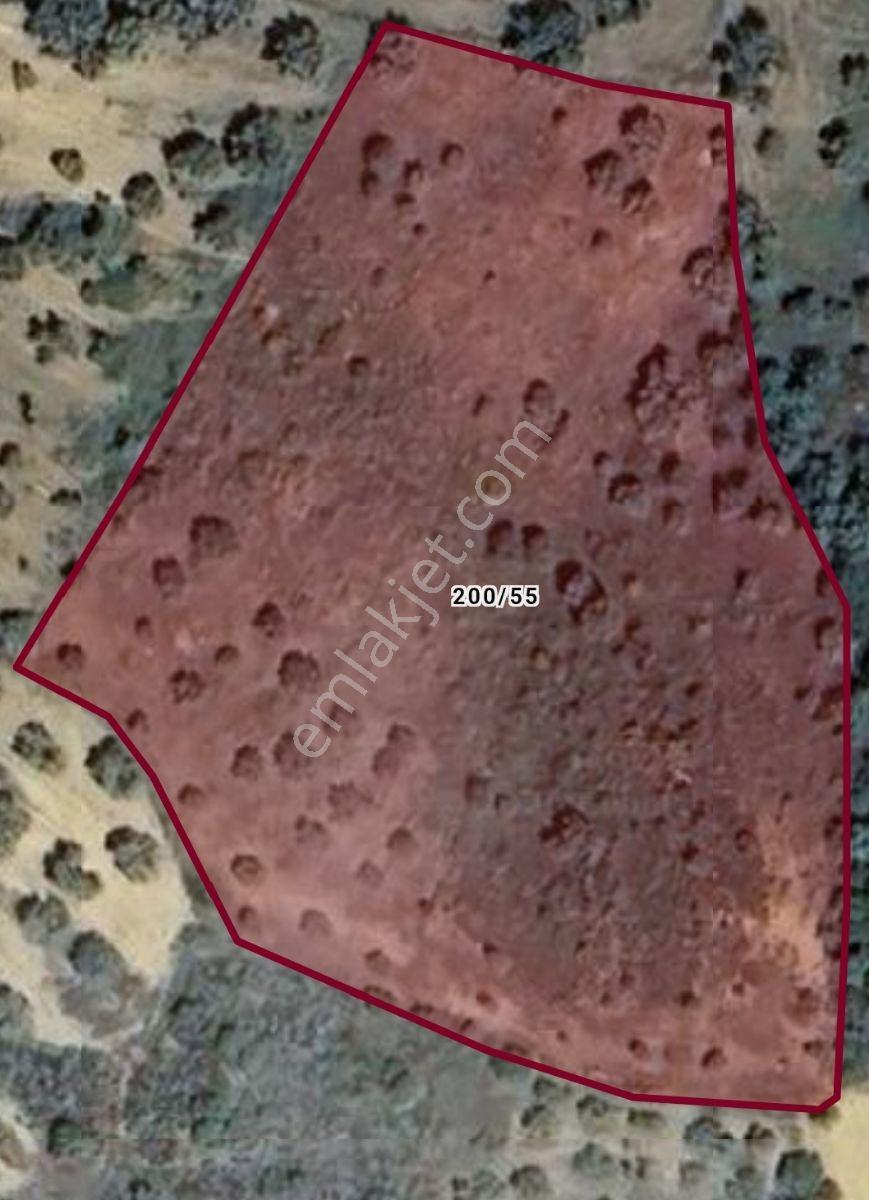 Gömeç'te 5205 M2 Zeytinlik — fotoğraf 2