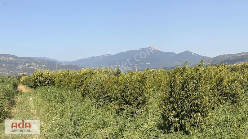 Geyve Merkeze 2 Km, Sanayi Sitesi Yanı 1.385 M² Şeftali Bahçesi — fotoğraf 2