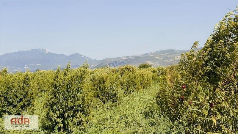 Geyve Merkeze 2 Km, Sanayi Sitesi Yanı 1.385 M² Şeftali Bahçesi — fotoğraf 3