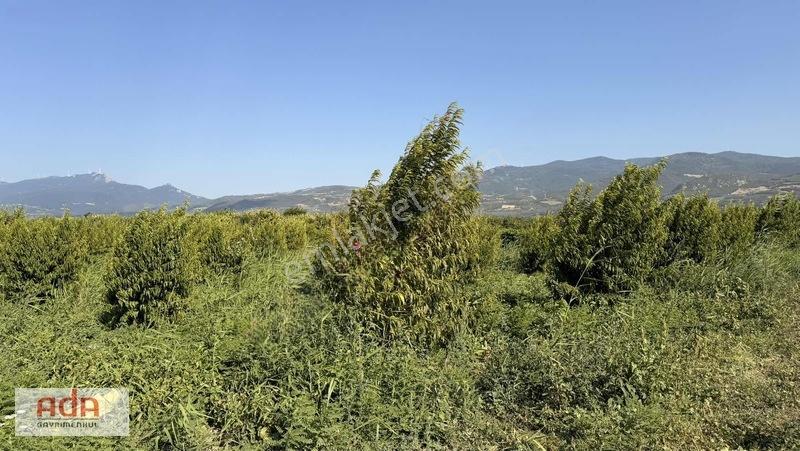 Geyve Merkeze 2 Km, Sanayi Sitesi Yanı 1.385 M² Şeftali Bahçesi — fotoğraf 4