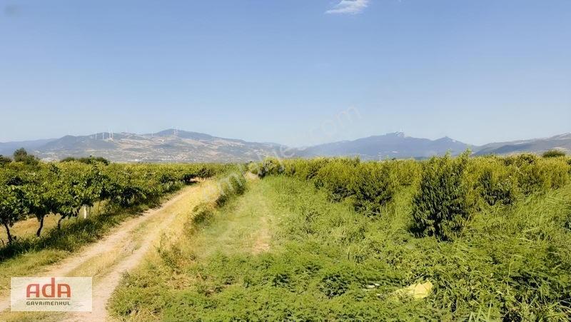 Geyve Merkeze 2 Km, Sanayi Sitesi Yanı 1.385 M² Şeftali Bahçesi — fotoğraf 7