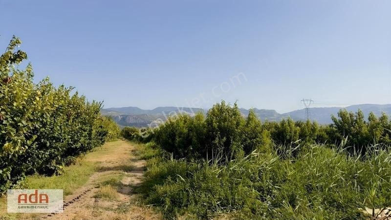 Geyve Merkeze 2 Km, Sanayi Sitesi Yanı 1.385 M² Şeftali Bahçesi — fotoğraf 18