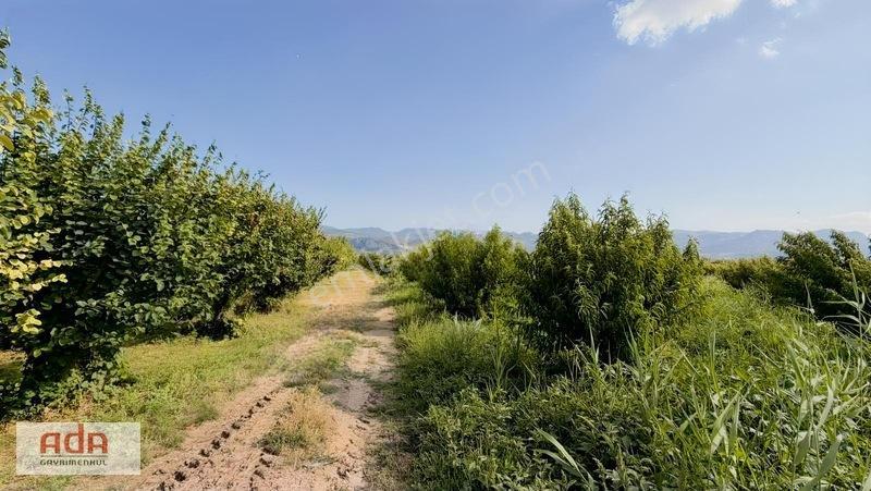 Geyve Merkeze 2 Km, Sanayi Sitesi Yanı 1.385 M² Şeftali Bahçesi — fotoğraf 20
