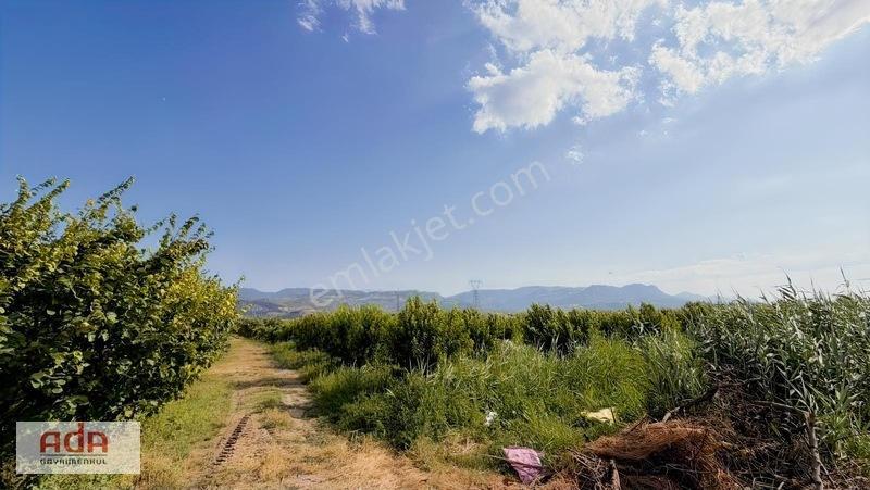 Geyve Merkeze 2 Km, Sanayi Sitesi Yanı 1.385 M² Şeftali Bahçesi — fotoğraf 25