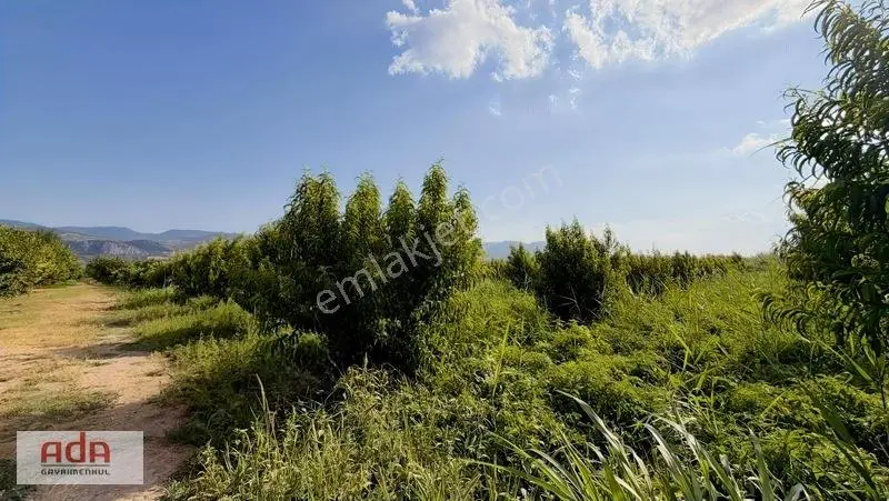 Geyve Merkeze 2 Km, Sanayi Sitesi Yanı 1.385 M² Şeftali Bahçesi — fotoğraf 26