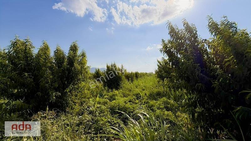 Geyve Merkeze 2 Km, Sanayi Sitesi Yanı 1.385 M² Şeftali Bahçesi — fotoğraf 27