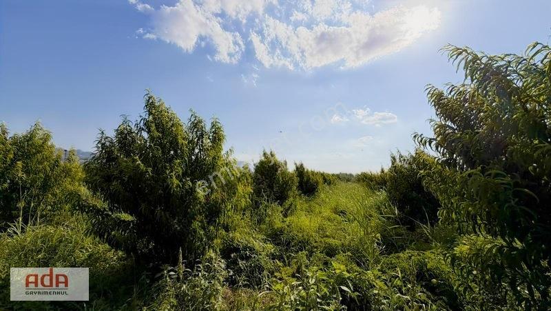 Geyve Merkeze 2 Km, Sanayi Sitesi Yanı 1.385 M² Şeftali Bahçesi — fotoğraf 28
