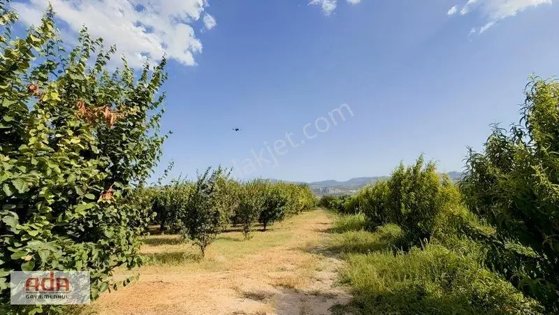 Geyve Merkeze 2 Km, Sanayi Sitesi Yanı 1.385 M² Şeftali Bahçesi — fotoğraf 29