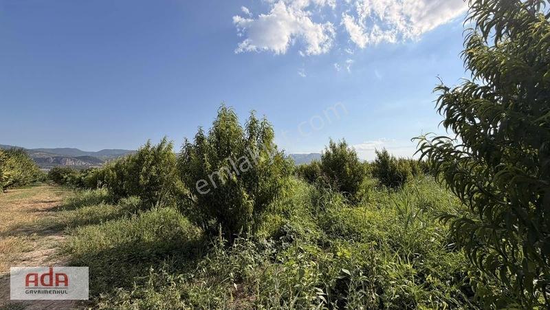 Geyve Merkeze 2 Km, Sanayi Sitesi Yanı 1.385 M² Şeftali Bahçesi — fotoğraf 30
