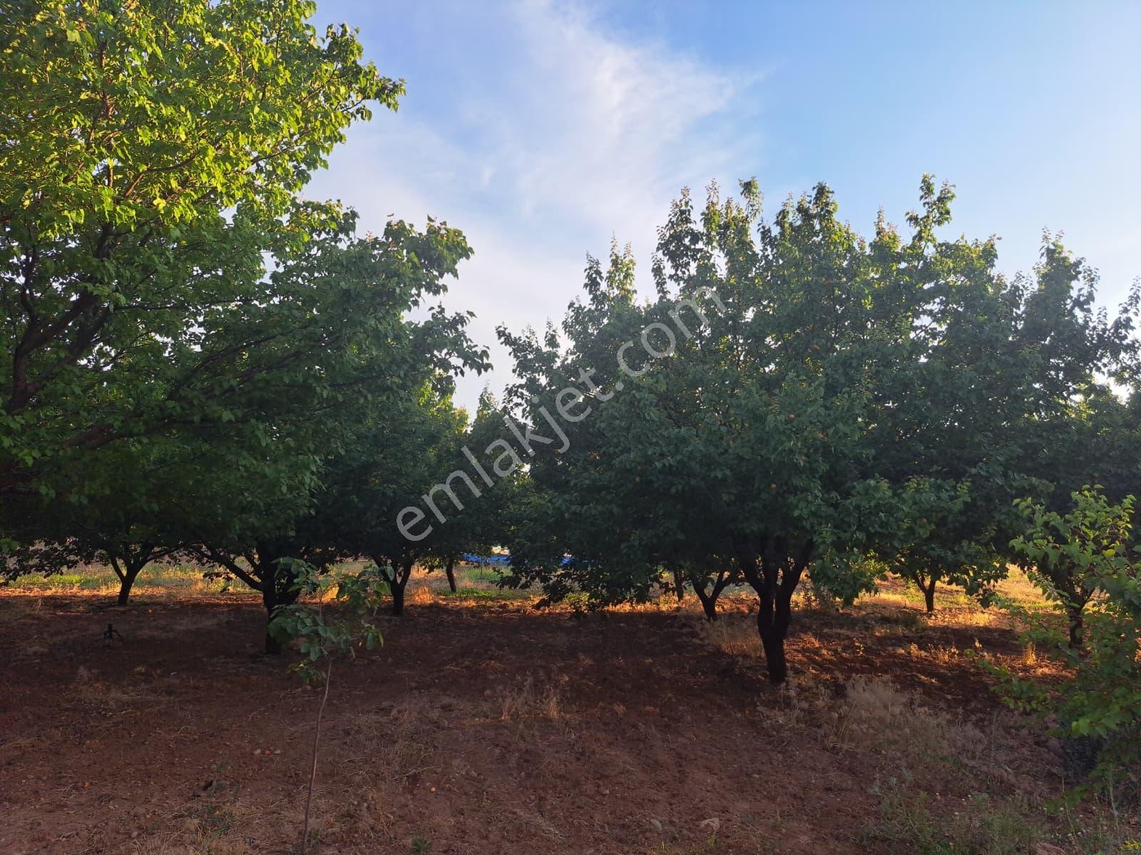 Yatırım Fırsatı! Karapınar Köyünde Sıfır Ev Ve Kayısı Bahçesi — fotoğraf 3