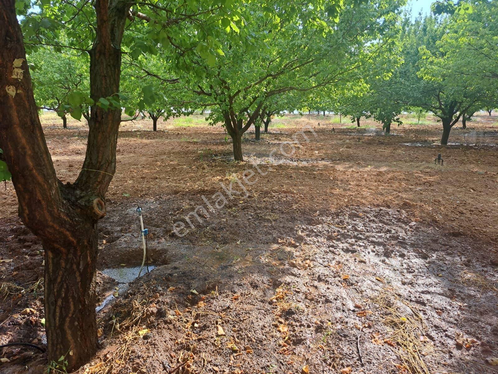 Yatırım Fırsatı! Karapınar Köyünde Sıfır Ev Ve Kayısı Bahçesi — fotoğraf 6