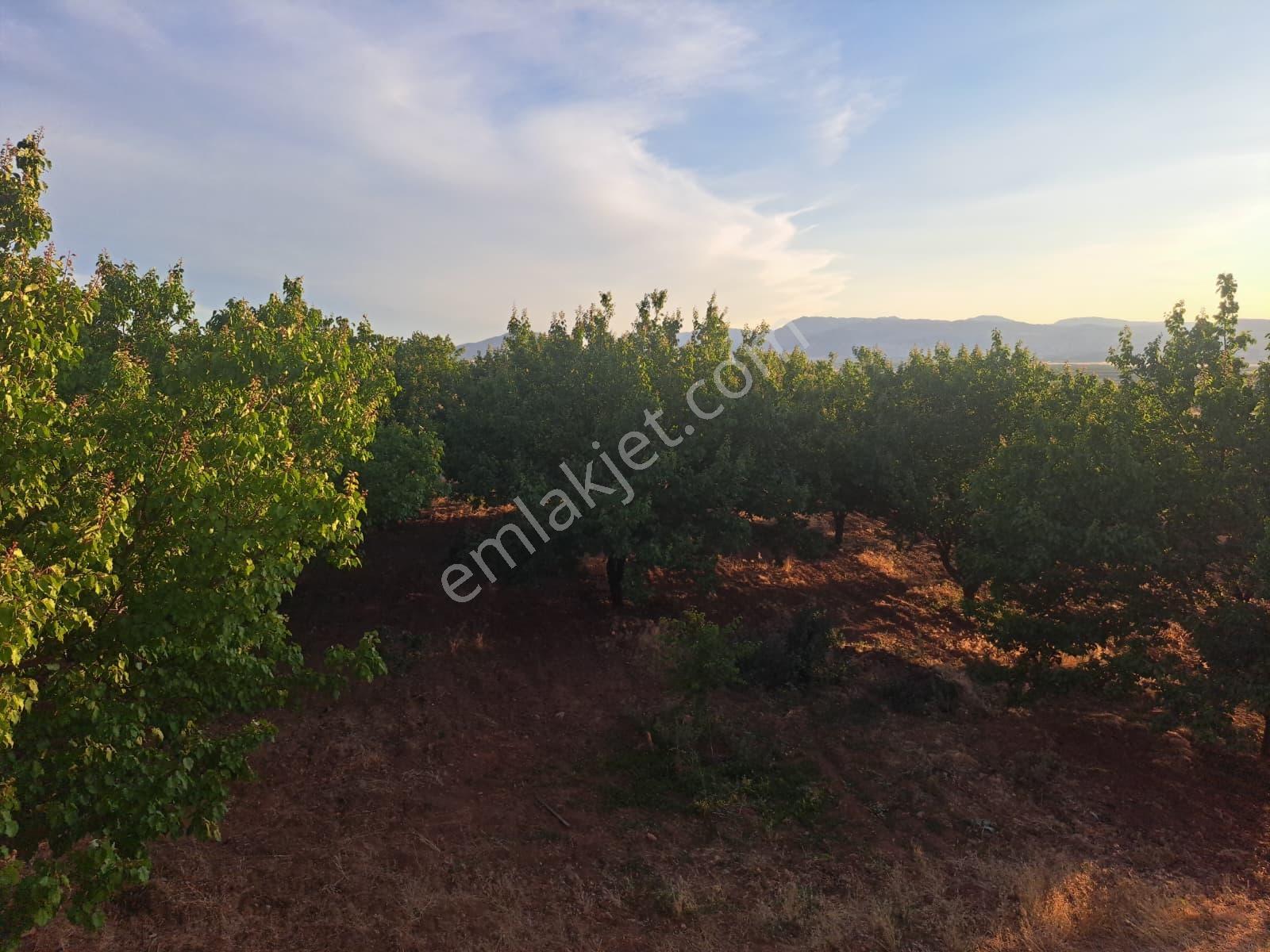 Yatırım Fırsatı! Karapınar Köyünde Sıfır Ev Ve Kayısı Bahçesi — fotoğraf 15