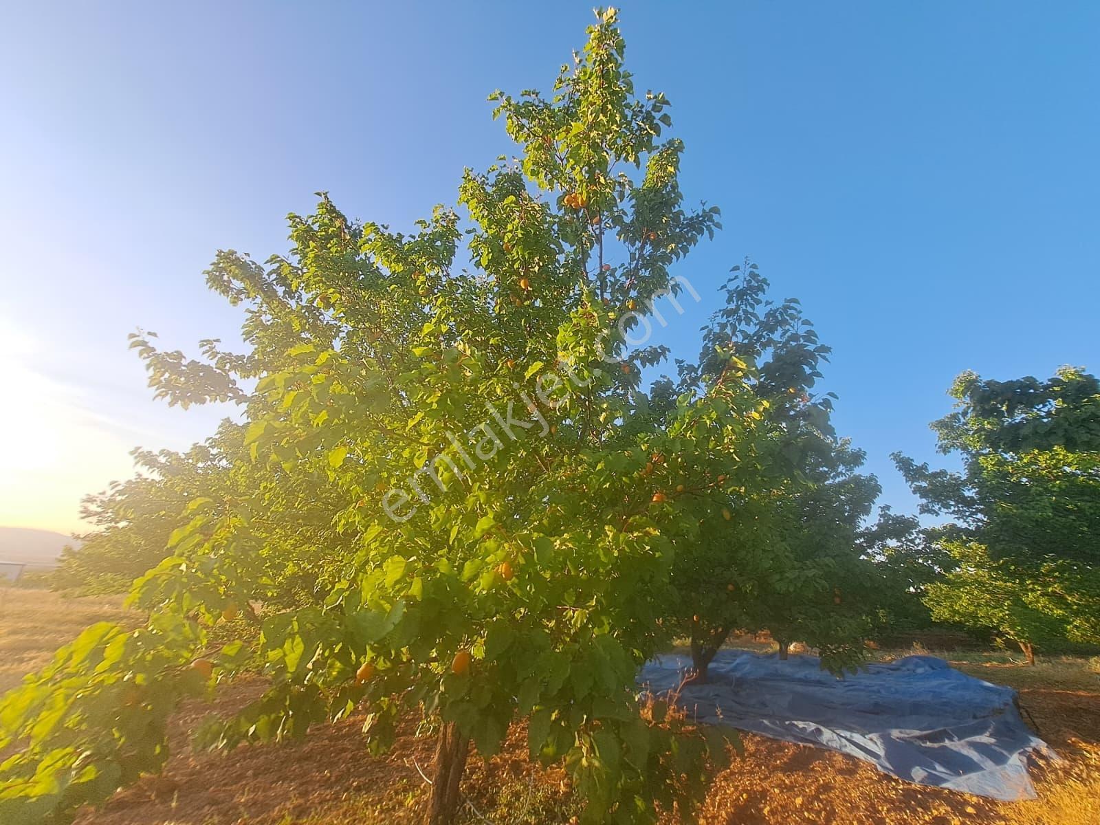 Yatırım Fırsatı! Karapınar Köyünde Sıfır Ev Ve Kayısı Bahçesi — fotoğraf 33